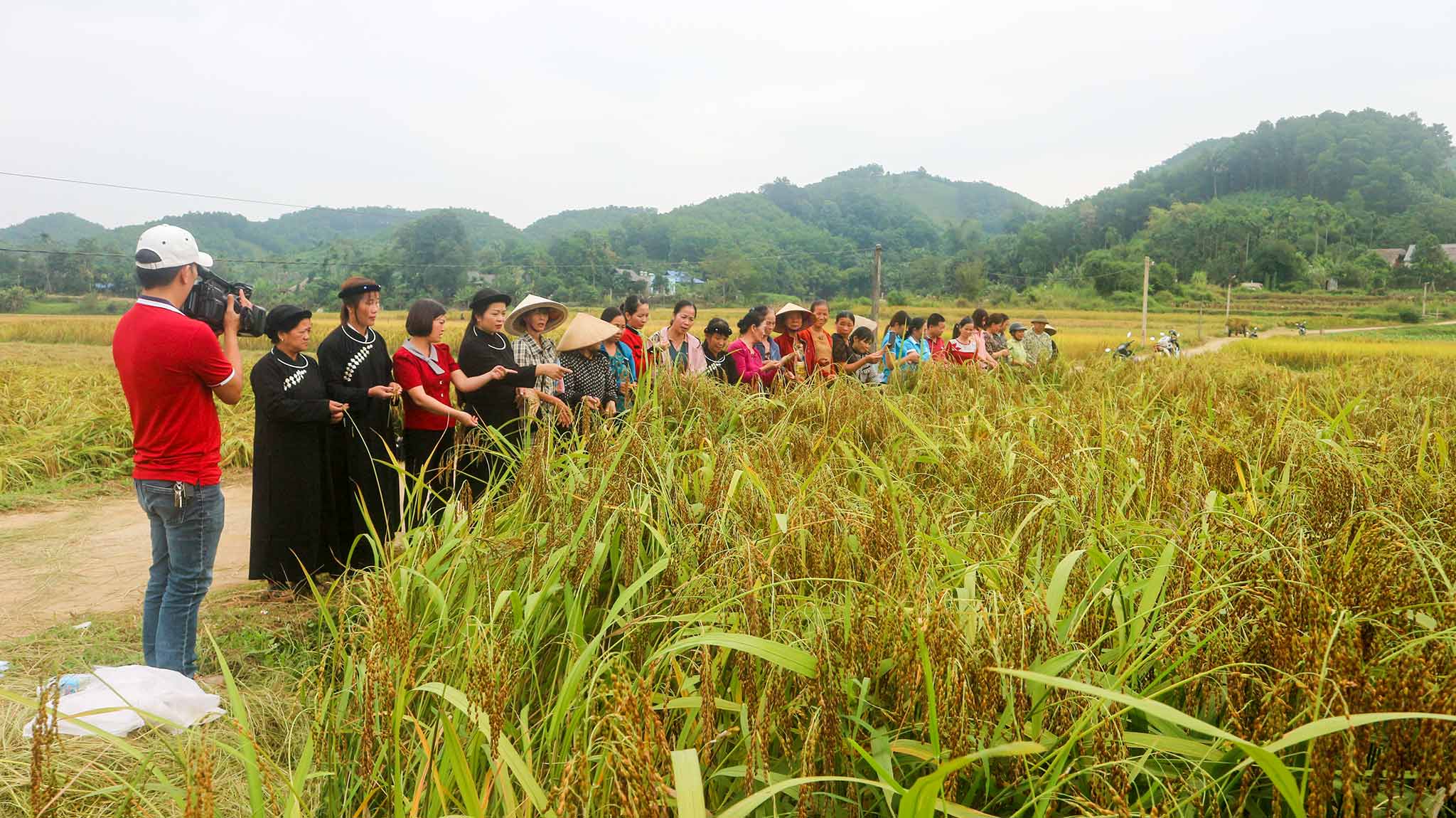 Mô hình sản xuất lúa ứng dụng tiến bộ kỹ thuật quản lý sức khỏe cây trồng tổng hợp tại huyện Phú Lương